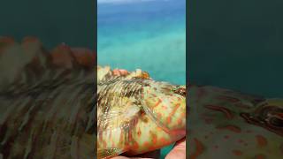 Release Ikan Floral Wrasse #shortsvideo #shortvideo