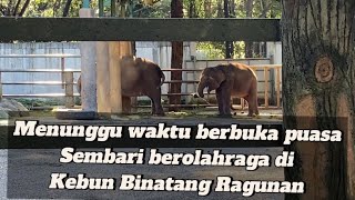 Wisata murah meriah Jakarta, sembari olahraga dan menunggu waktu berbuka puasa ||Ragunan Zoo