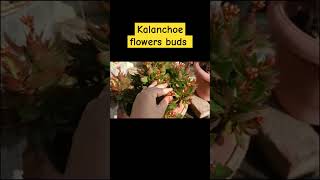 Kalanchoe flowers buds