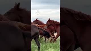 Cuarto de Milla - Pasión y Legado  #caballos #horses #caballo #horse