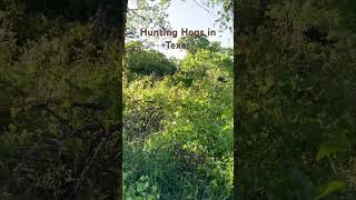 Hog Hunt Texas #hogs #hoghunting #texas #jesuschrist #outdoors