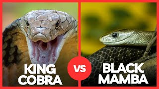 BLACK MAMBA VS KING COBRA | Who Is More Powerful?