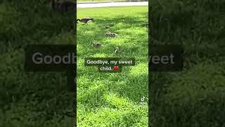 Ariana asked me to record the geese and make a TikTok