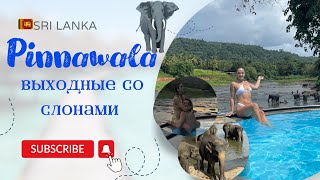 🇱🇰 Пиннавела | Приют для слонов JOURNEYS FIVE ☀️ ПУТЕШЕСТВИЕ ПО ШРИ ЛАНКЕ, ЦЕНЫ: ОТЕЛЬ, ЕДА, БЕНЗИН