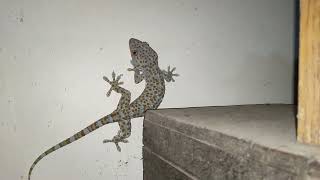 🦎WOW😲🦎GECKO IS NOT VERY SCARED ME😉1Sub Thanks