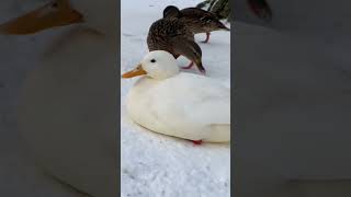 А вы когда-нибудь видели утку-альбиноса ?🦆🪶