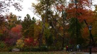 Central Park Fall Foliage