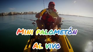 Palometón al vivo ( a la deriva) pesca desde kayak