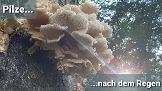 Pilze Sammeln nach dem Regen 🍄 - eine wunderbare Artenvielfalt 🌲🍄🌳