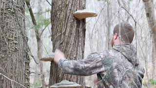 Playing drums on Artist’s Conk mushrooms