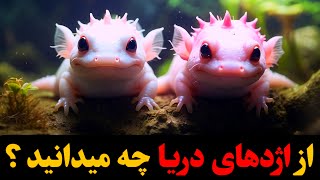 همه چیز درباره اکسولوتل ، حیرت انگیزترین و نادرترین دوزیست جهان !!!