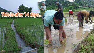 Working in Paddy Field.Transplantation of seedlings.Jamin se jura huwa insan.Charo taraf khetam khet