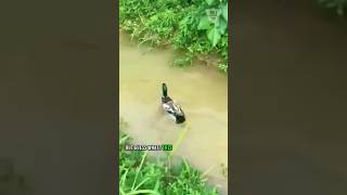 Dog's Playful Pursuit of a Clever Duck|Funny animals🐶💨🦆