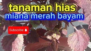 review bunga miana merah bayam