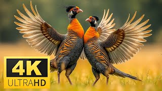 Dancing Greater Prairie-Chicken | Swimming Goose