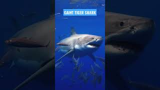 Gaint Tiger Shark @planet2animals