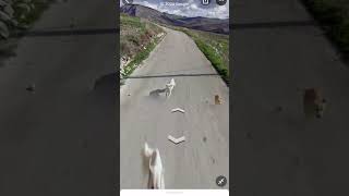 Dog chase Google Car 🚗 #shorts