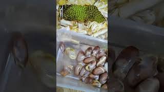 DROPPING OF JACKFRUIT SEEDS #shorts