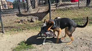 Cobweb and Oliver playing!