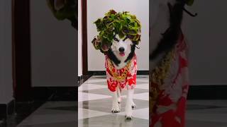 #Kim Chom Dog #hahahahaha #funnycute #beautiful #dog