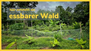 Warum ich einen essbaren Wald in Thailand anlege (Food Forest, organisch, Gartenprojekt)