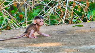 Poor Tiny Baby Cries Shaking To Find Mother, When Mother Comes Not Pick Up Him