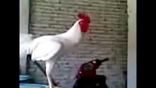 Laughing Rooster