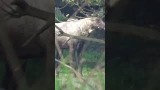 Love for Wildlife, Nilgai #nilgai #wildlife #wildanimals #shortsfeed #shortvideo #look #beautiful