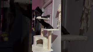 How to annoy her🤣 #shorts #viral #funny #shortsfeed #shortsviral #trending #cat #catlover #howto