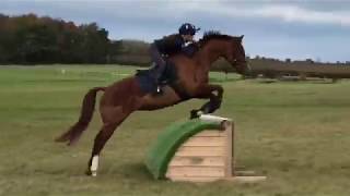 DRESSAGE DAN & CROSS COUNTRY CARROT // Vlog #4