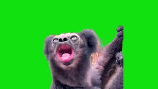 Monkey Answers Other Monkeys Calls Meme Green Screen Template