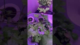 Growing Parsley, arugula and basil indoors 30/3/2024. 4/4