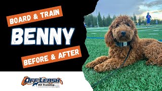 Mini Goldendoodle, 8 m/o, “Benny” | Amazing Mini Goldendoodle Obedience Spokane