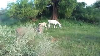 donkey love with desi donkey in my jungle subscribe my channel plz