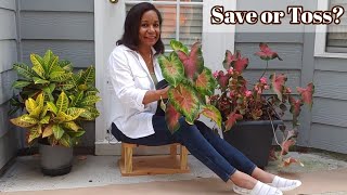 What to do with your CALADIUMS in the Fall | #caladium