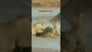 Salt Water Crocodile Ambush by Lions! Who will win? #Crocodile# lion# animal attack#