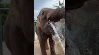 A unique way of drinking water: pouring water directly into the water. It is rare to see elephants