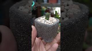 maceta de cemento 🧱 #ccactusuculentas #patiirrz #cactus #parati #viralvideo