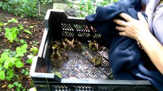 Thorpe Hall duckling rescue