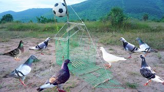 Creative Unique diy bird trap make from pen bird with football - Easy Make Bird Trap Technology