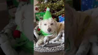 Dogs’ Merry Christmas  2023