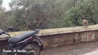 Béjaïa, Algeria. Scimmie al lavoro / Monkeys on duty