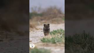 Puppies Are So Cute & Adorable Latest Cute Dog Shorts Videos 🐶😘😘 -EPS1057 #cutepuppies