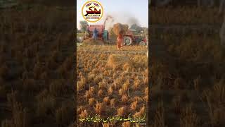 Massey Ferguson 240!MF 240 Tractor with Wheat Thresher Working In Field by ns desi Bhakkar 2022