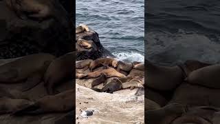 Seals and Sea Lions at  La Jolla Cove, San Diego #seals #sealions #lajollacove #sandiego #socal