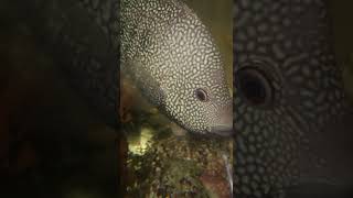 Texas blue cichlids fry