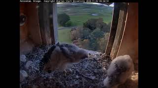 FalconCam Project 02.11.2024 06:22