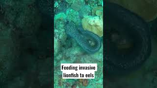 Feeding Invasive Lionfish to Eels