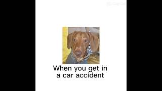 Car crash thoughts #funny #dacshund #pets #meme  #thoughts  #funnyimages #funnymemes