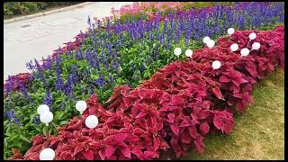 Beautiful Flowers #Macau